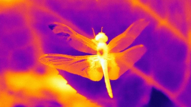 Infrared-Spectrum Image of Dragonfly