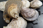 Close up of a bunch of oysters