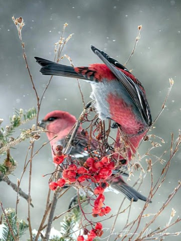 Birds-Pink-eat-berries