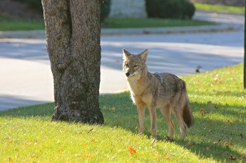 a mature tan and white coyote stands on a grassy area of a neighborhood street, next to a large tree trunk