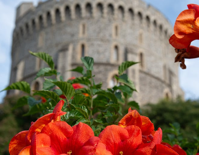 Flowers in front of the Round Tower at Windsor Castle