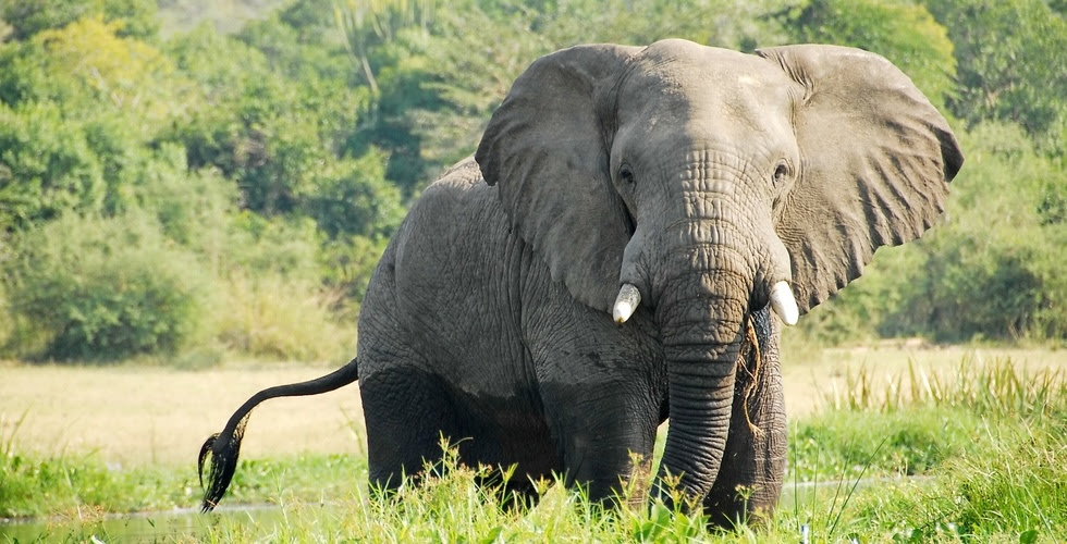 Un éléphant adulte sur la rive du Nil Victoria en Ouganda se tient dans la verdure, regardant l'objectif.