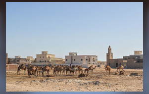 Several buildings are brightly illuminated in the desert sun. Some camels are milling about in the sand.