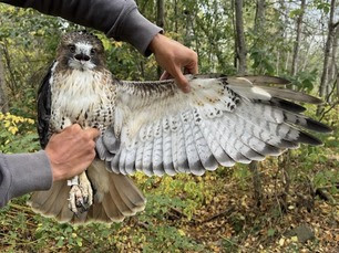 Adult Red-tailed Hawk by J Matyas 3