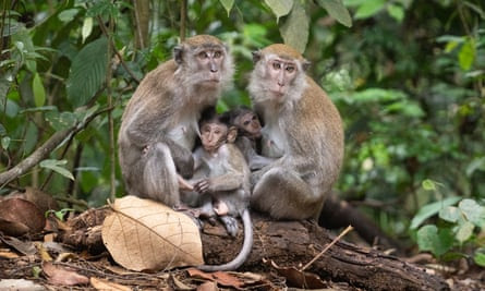 Two baby macaques nursing from their mothers in the forest