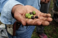 Nestlé ‘ve potencial’ en México: Invertirá 2 mil mdd hasta 2027, ¿cómo beneficiará al café?