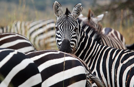 Un zèbre des plaines dans le parc national de Tsavo Est, au Kenya. Photo: Robbie Marsland / © IFAW 