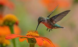 Un colibrí revoloteando sobre una flor naranja en Estados Unidos.