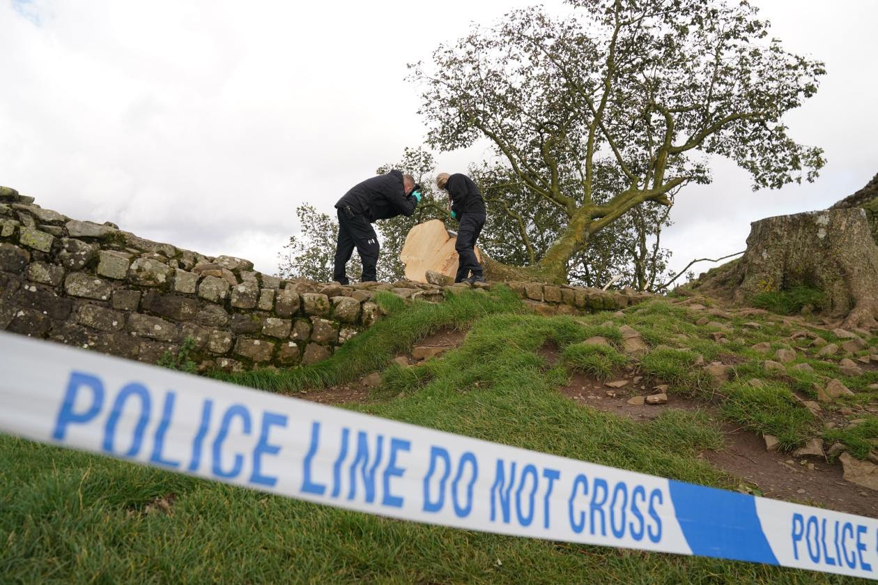 Forensic investigators examining the felled Sycamore Gap tree at Hadrian's Wall.