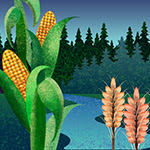 illustration of corn and wheat