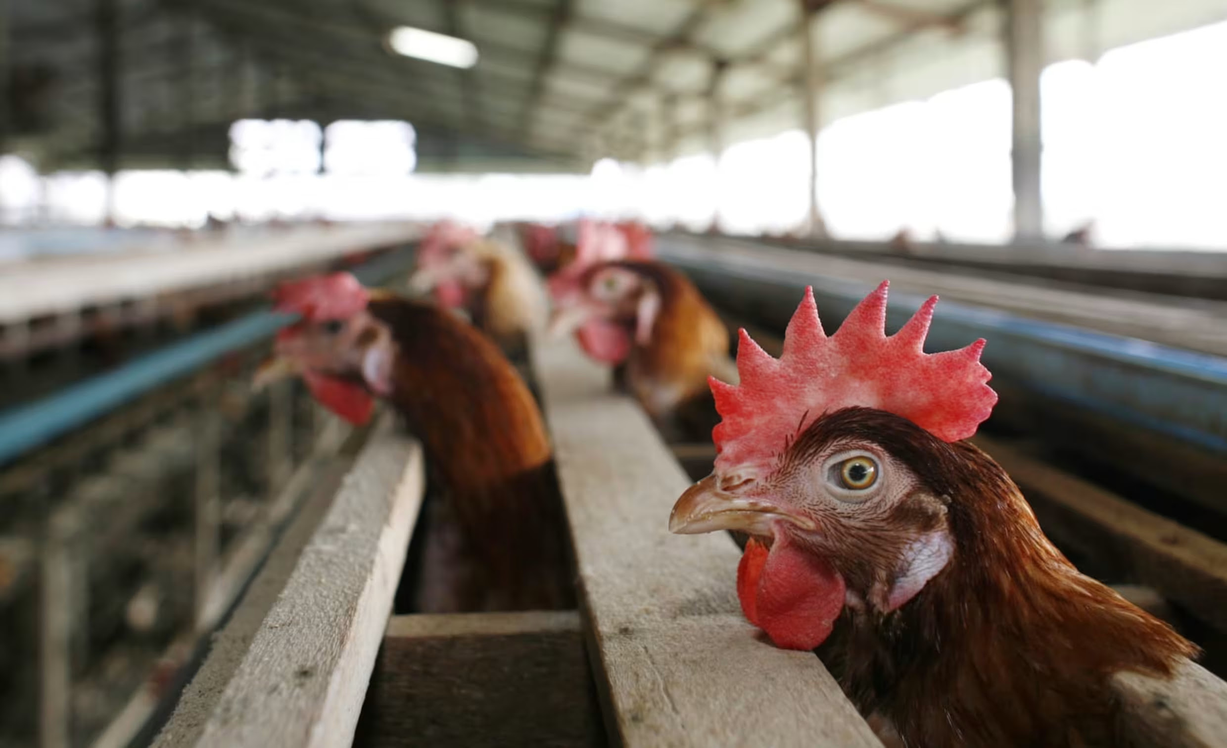 Καθώς η γρίπη των πτηνών εξαπλώνεται στις ΗΠΑ, είναι ασφαλές να τρώτε αυγά; Τι πρέπει να γνωρίζετε για τον κίνδυνο για τον άνθρωπο Bird-flu-outbreak-mc-240423-76c21f