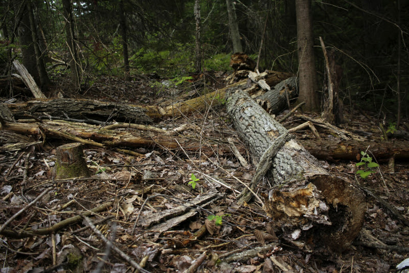 A “before” photo of regrowth in Wisconsin. (Photo by Henry Redman/Wisconsin Examiner)