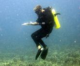 Diver monitoring coral reef