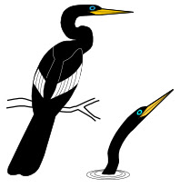 Anhinga