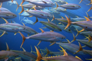 A school of yellowfin tuna swim in deep blue water