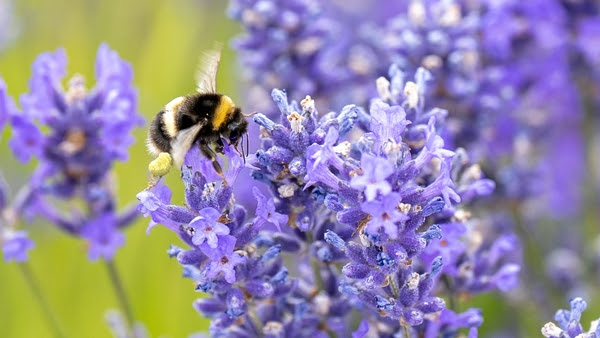 A bumblebee collecting pollen from lavender flowers