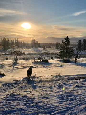 Winter-snow-dog-Sun