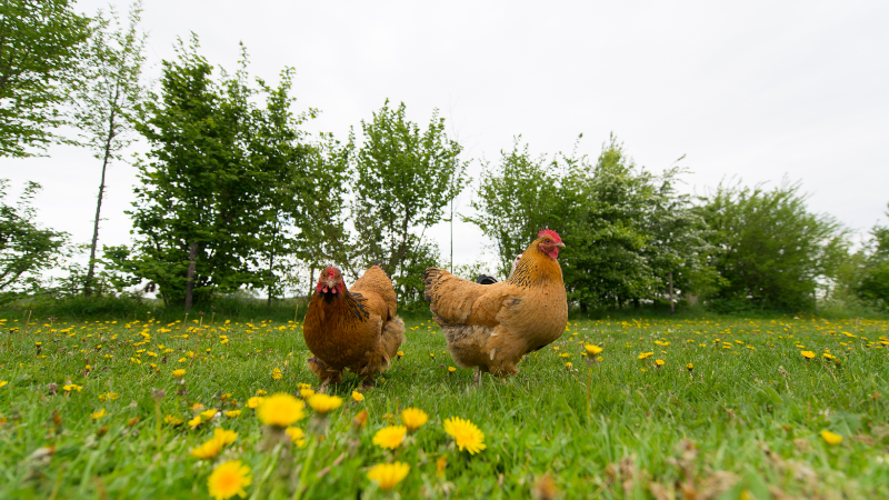 Fund-A-Farmer Grants