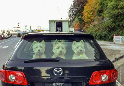3-dogs-who-is-steering