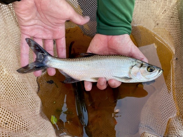 Juvenile tarpon