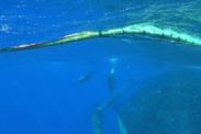 Underwater view of a netting border