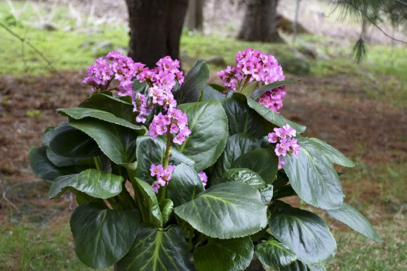 'Miss Piggy' Bergenia