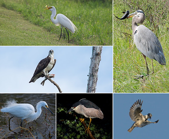 Various water birds with fish