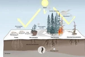 Afforestation at high latitudes disrupts soil, increasing microbial carbon decomposition and enhancing soil warming through snow trapping, while growing trees accelerate soil carbon turnover and reduce surface albedo. When a plantation is disturbed, albedo rises, but carbon stored in biomass decreases.