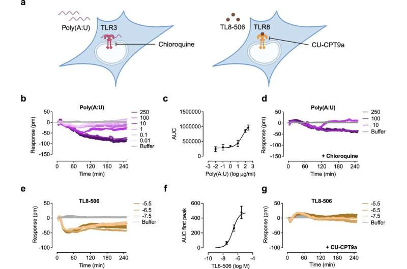 How immune cells 'sniff out' pathogens