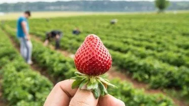 Strawberry Field