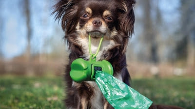 'Los excrementos caninos no son abono', nueva campaña de concienciación del Ayuntamiento de Madrid