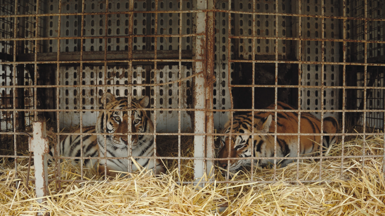 Circustijgers in hun huidige verblijf