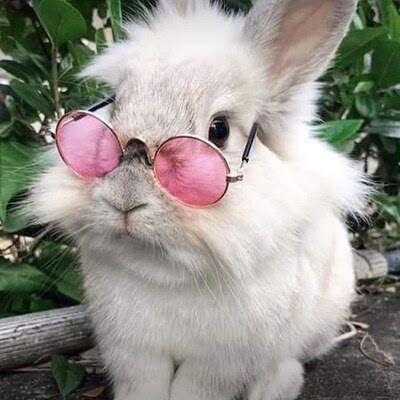 Easter-Bunny-in-pink-colored-glasses