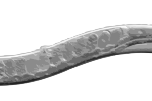 c-elegans