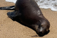 Sea lion shot in California