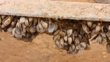 Quagga Mussels