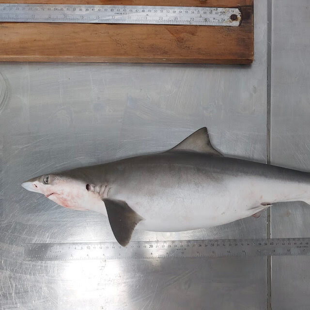 A small shark lies lengthwise on a metal exam table. A ruler is placed underneath it for sizing reference.