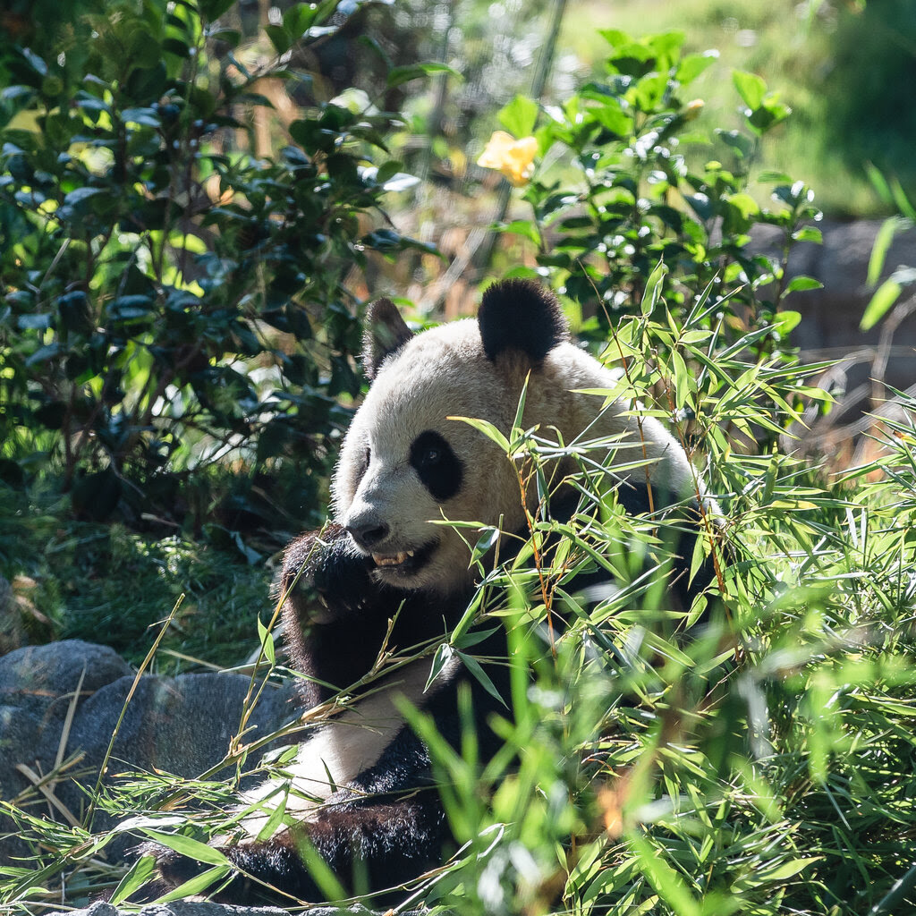 A panda seated in a lush enclosure