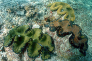 Giant clam rollout