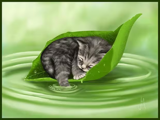 Cat-nap-leaf-in-water