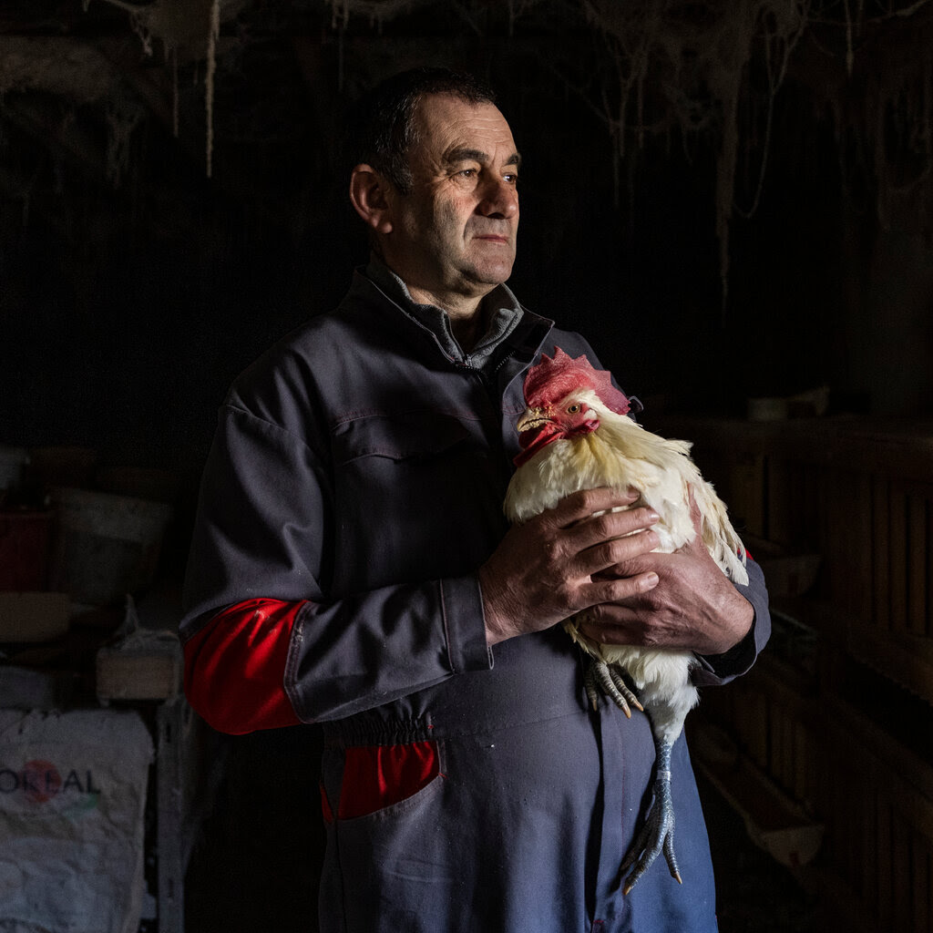 Jean-Michel Sibelle, a farmer, holding a chicken in his coop.