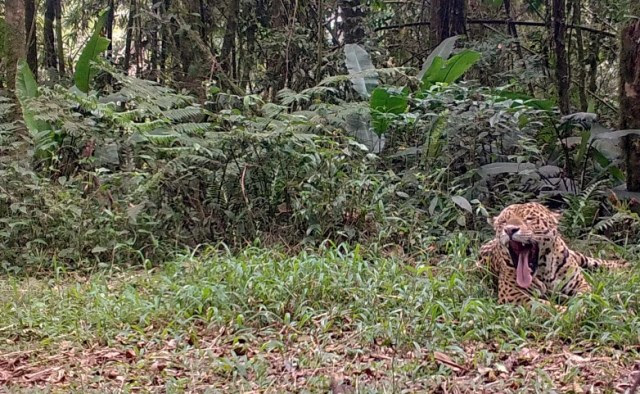 RonRon, macho que desapareceu do Contínuo de Paranapiacaba em 2023