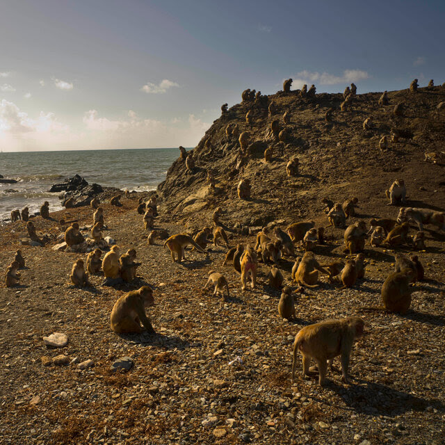 Dozens of brown monkeys gathered on a rocky shoreline under bright sunlight.
