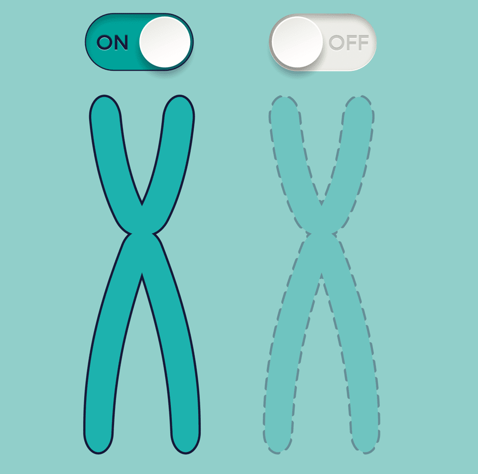 A diagram showing X chromosome inactivation