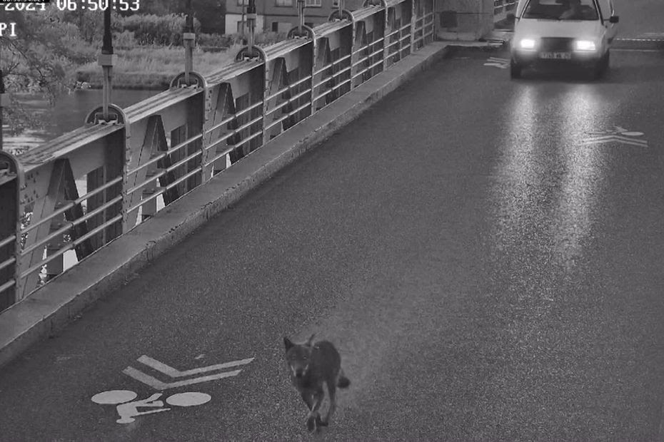 Un loup aperçu en Ardèche pour la troisième fois depuis le début de l'année