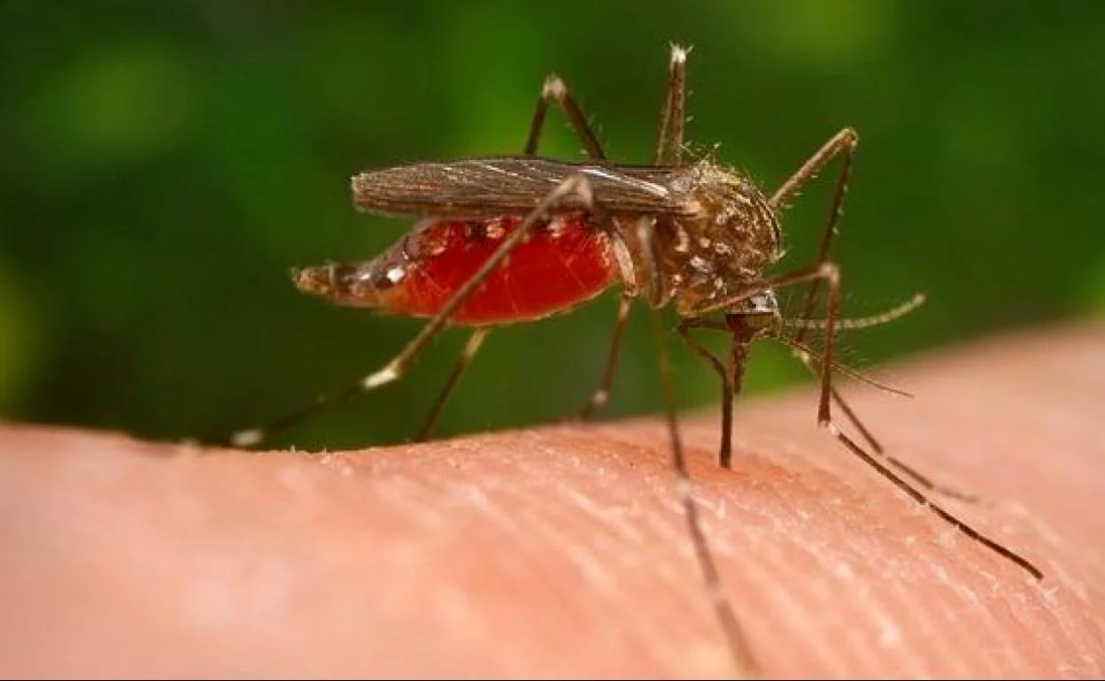 Los fondos recibidos en la comarca de Doñana se destinen a reducir las poblaciones de mosquitos invirtiendo en biodiversidad