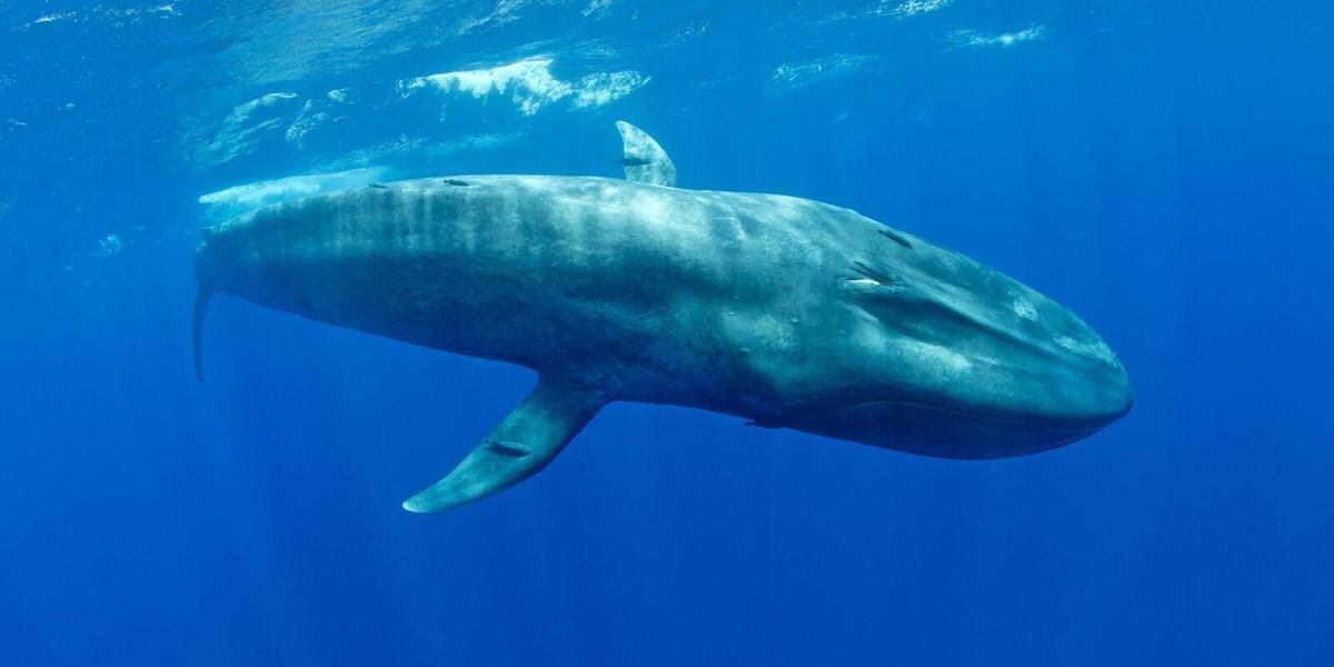 Pygmy blue whale (Balaenoptera musculus brevicauda) subspecies of blue whale, Mirissa, Sri Lanka, Indian Ocean. Endangered species. PUBLICATIONxINxGERxSUIxAUTxONLY 1508318 FrancoxxBanfi Pygmy Blue Whale Balaenoptera muscle subsp of Blue Whale Mirissa Sri Lanka Indian Ocean Endangered Species PUBLICATIONxINxGERxSUIxAUTxONLY 1508318 FrancoxxBanfi