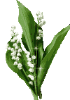 muguet 36