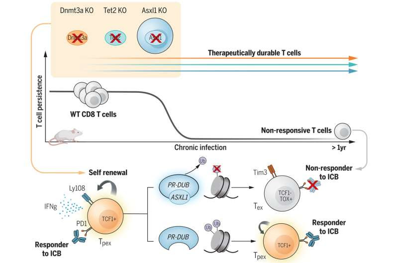 Disrupting Asxl1 gene prevents T-cell exhaustion to improve immunotherapy, researchers discover