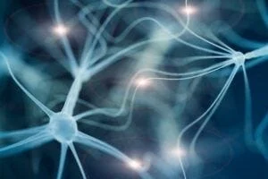 neurons